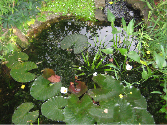 Ländlicher Garten